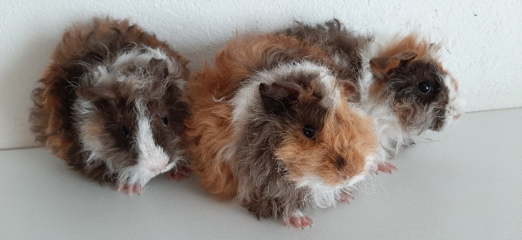 Jonge Lunkarya cavia's, Dieren en Toebehoren, Knaagdieren, Cavia, Mei, Meerdere dieren, Tam