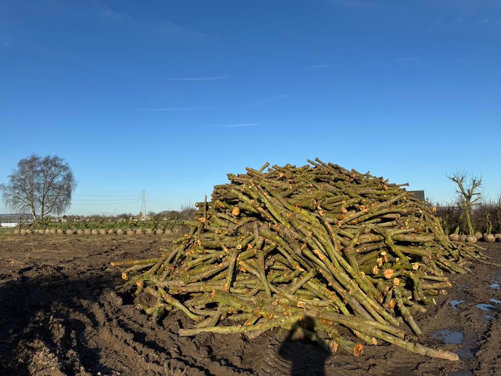 Ruim 200m3 appel/peer stamhout te koop met enten., 6 m³ of meer, Ophalen, Overige houtsoorten, Stammen