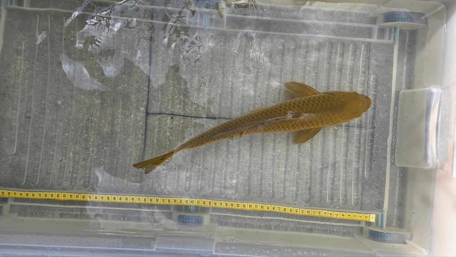 Shagoi van 45cm, Karper of Koi