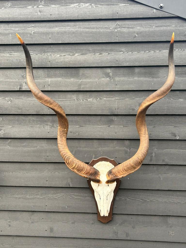 Koudu hoorns met schedel - Zware kwaliteit, Verzamelen, Dierenverzamelingen, Ophalen, Gebruikt, Wild dier, Gewei of Kop