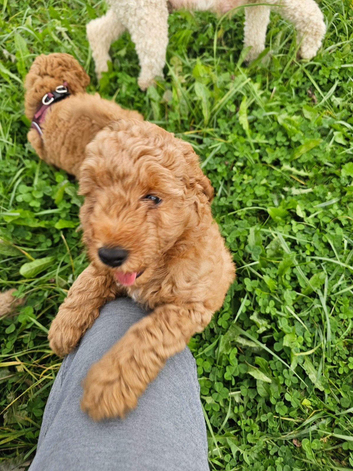 prachtige abrikoos poedel pups reu en teef, CDV (hondenziekte), 8 tot 15 weken, Eén hond, Nederland