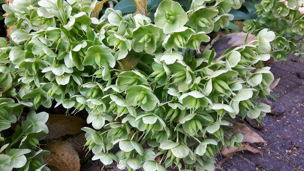 UITVERKOOP: Helleborus argutifolius winterbloeier groot, Vaste plant, Halfschaduw, Winter, Ophalen