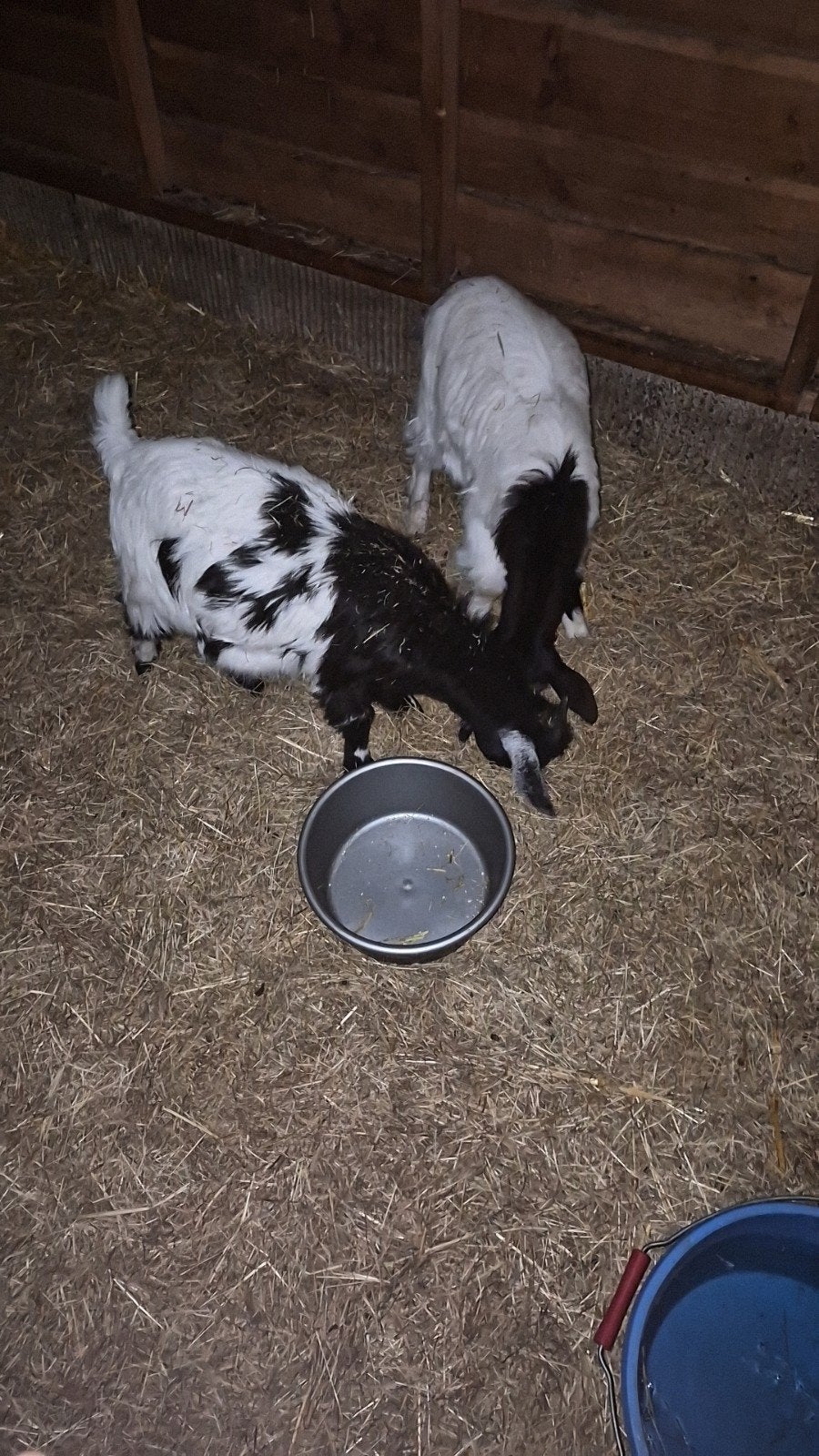 2 jonge geitjes