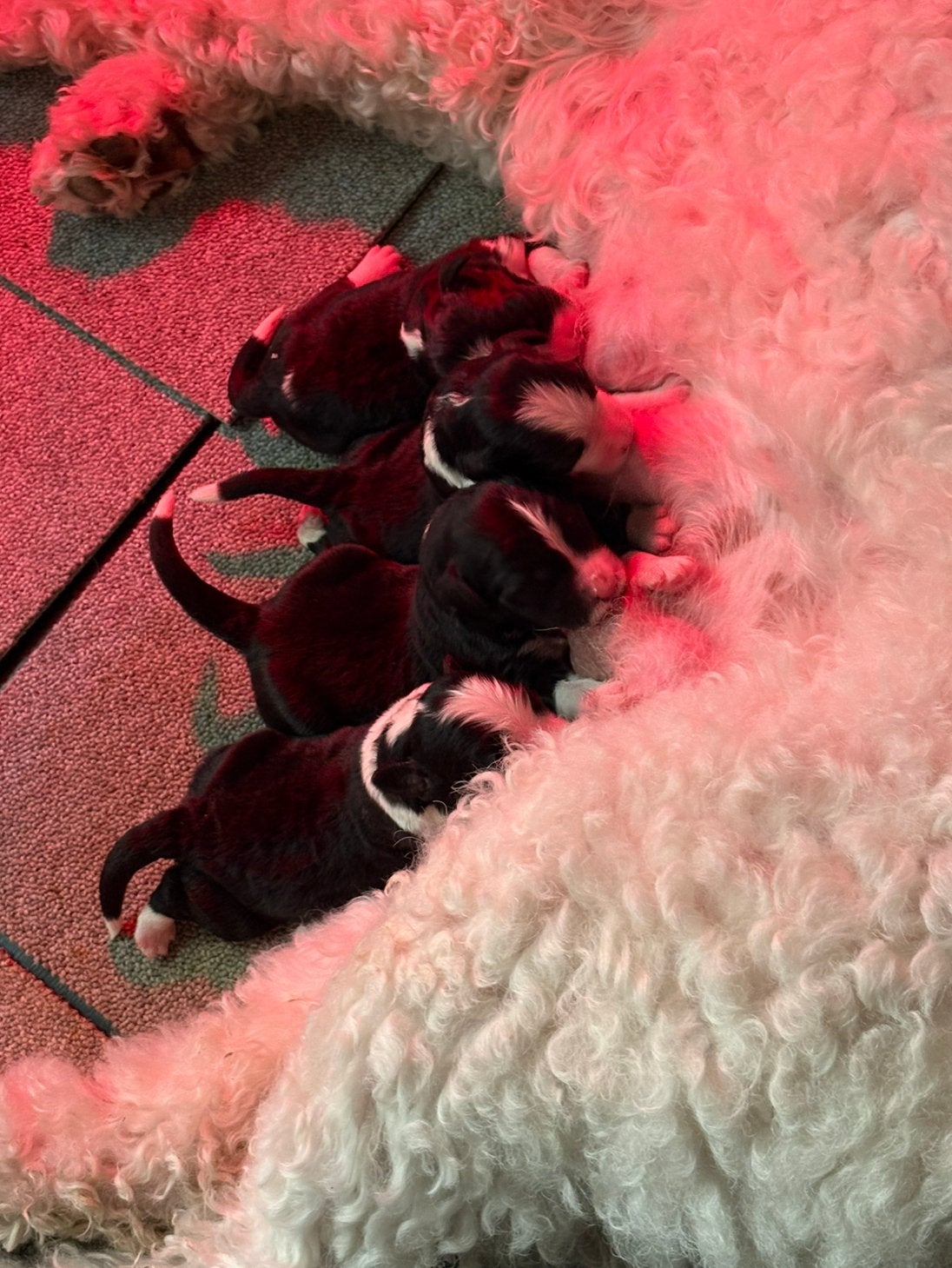 Bernedoodle Puppies, Overige rassen, CDV (hondenziekte), 8 tot 15 weken, Meerdere