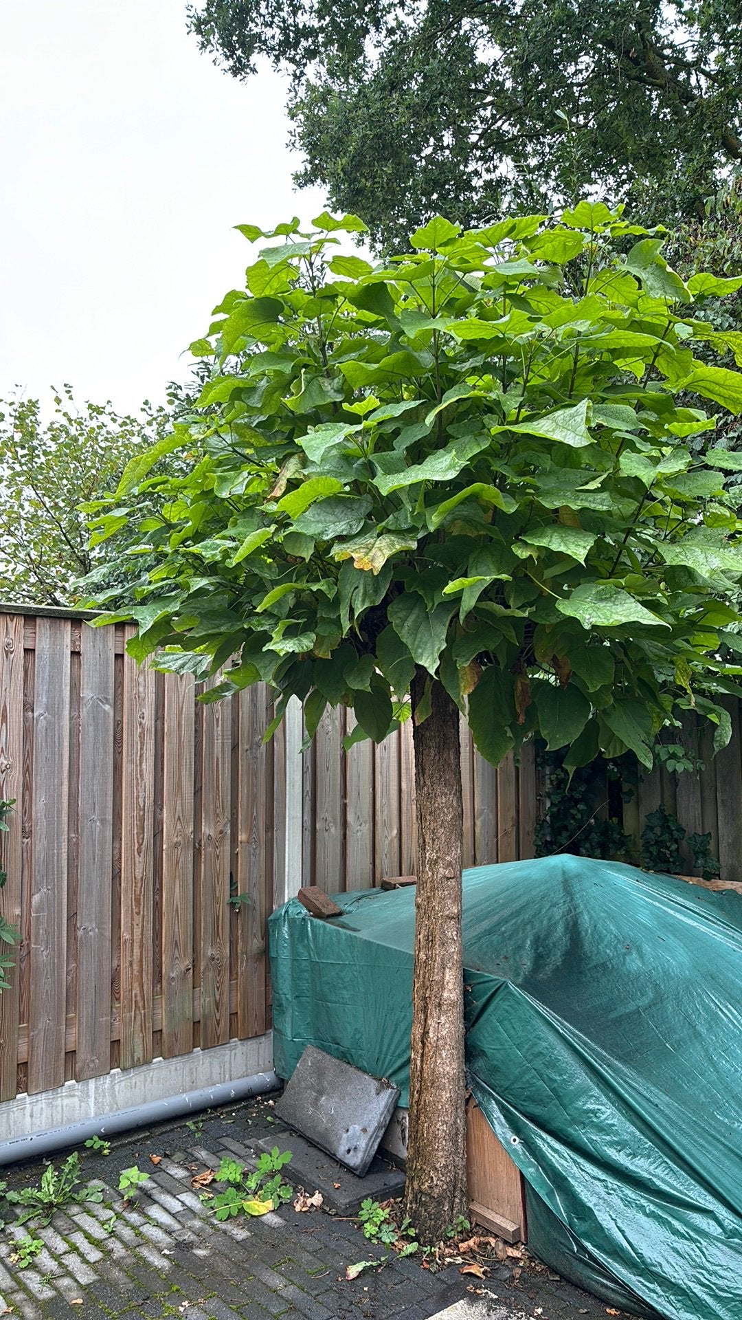 Gratis boom, zelf uitgraven in overleg, Tuin en Terras, Ophalen, Halfschaduw, Overige soorten