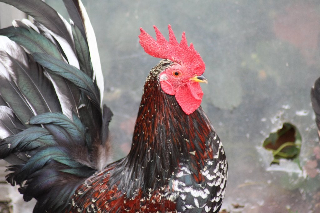 chabo haan, Dieren en Toebehoren, Pluimvee, Mannelijk, Kip