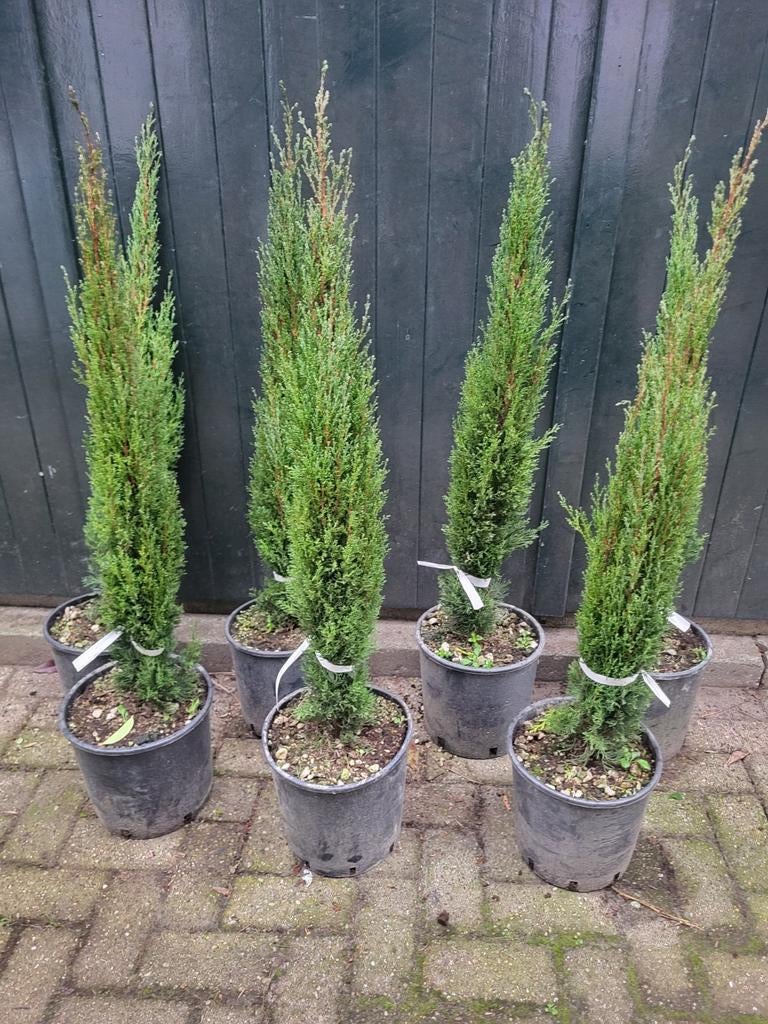 Cupressus sempervirens nu uitzoeken €29.99, Ophalen of Verzenden, Minder dan 100 cm