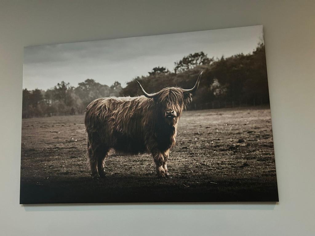 Canvas doek schotse hooglander, Ophalen, Gebruikt, Schilderij, 100 tot 125 cm