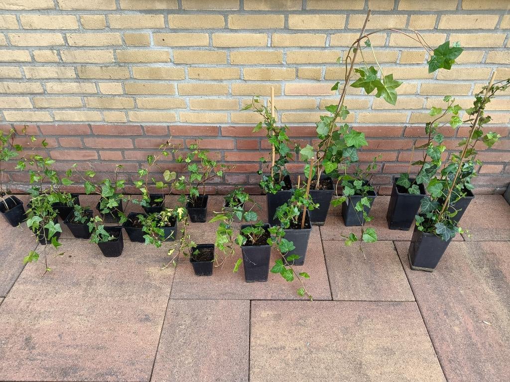 Klimop planten 8 x groot , 11 kleine., Ophalen, Overige soorten, Haag, Minder dan 100 cm