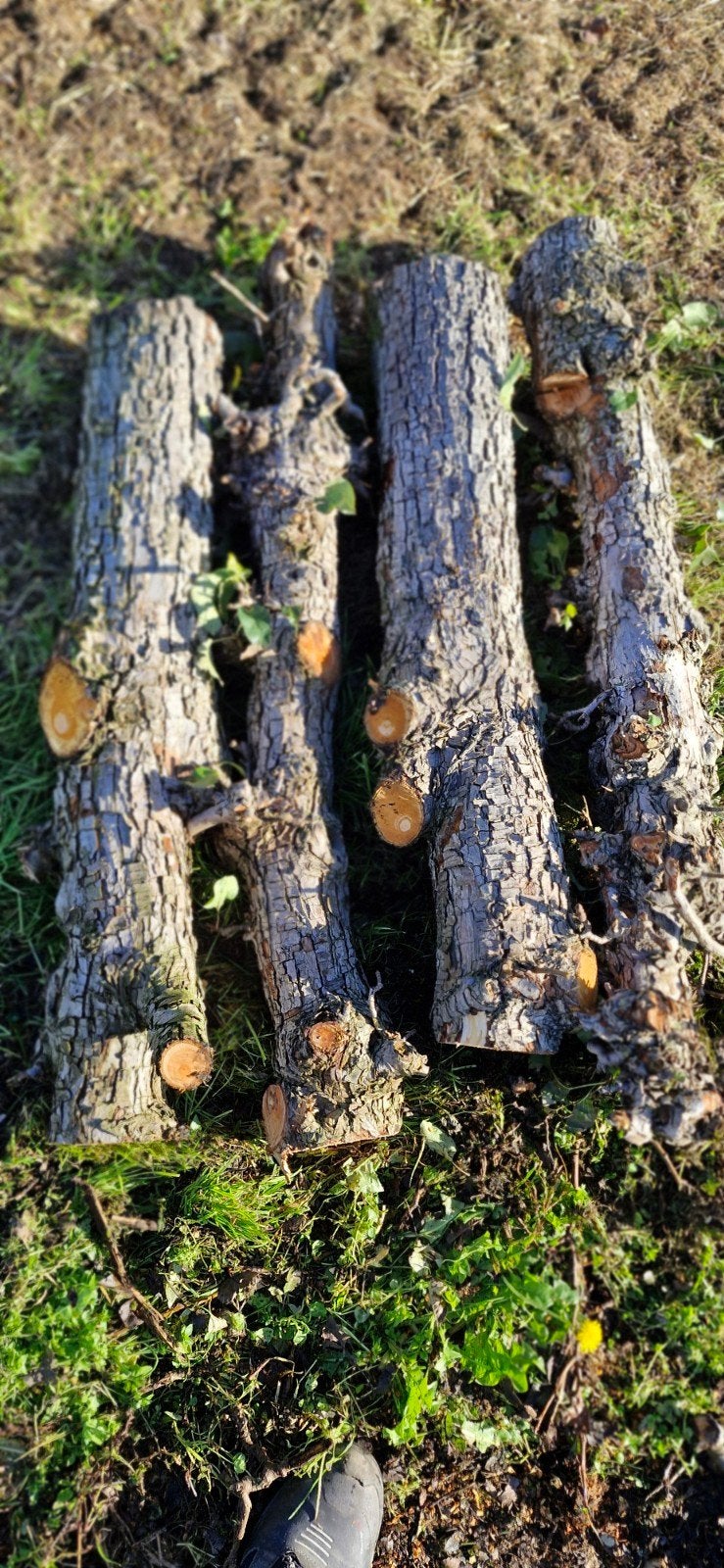 openhaardhout stammen van 1 m peren, Tuin en Terras, 6 m³ of meer, Ophalen of Verzenden, Overige houtsoorten, Stammen