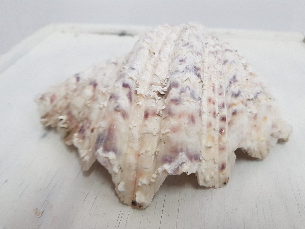 doopvontschelp 22 cm breed, Verzamelen, Ophalen of Verzenden, Schelp(en)
