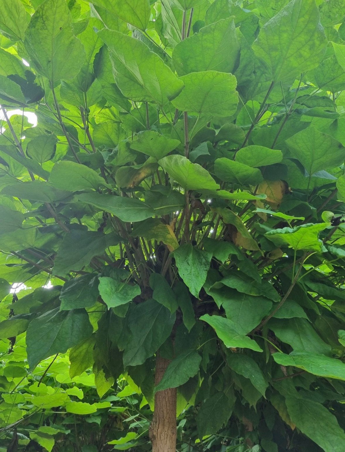Catalpa en bol catalpa bomen in verschillende maten, Tuin en Terras, Ophalen of Verzenden, Zomer, Volle zon