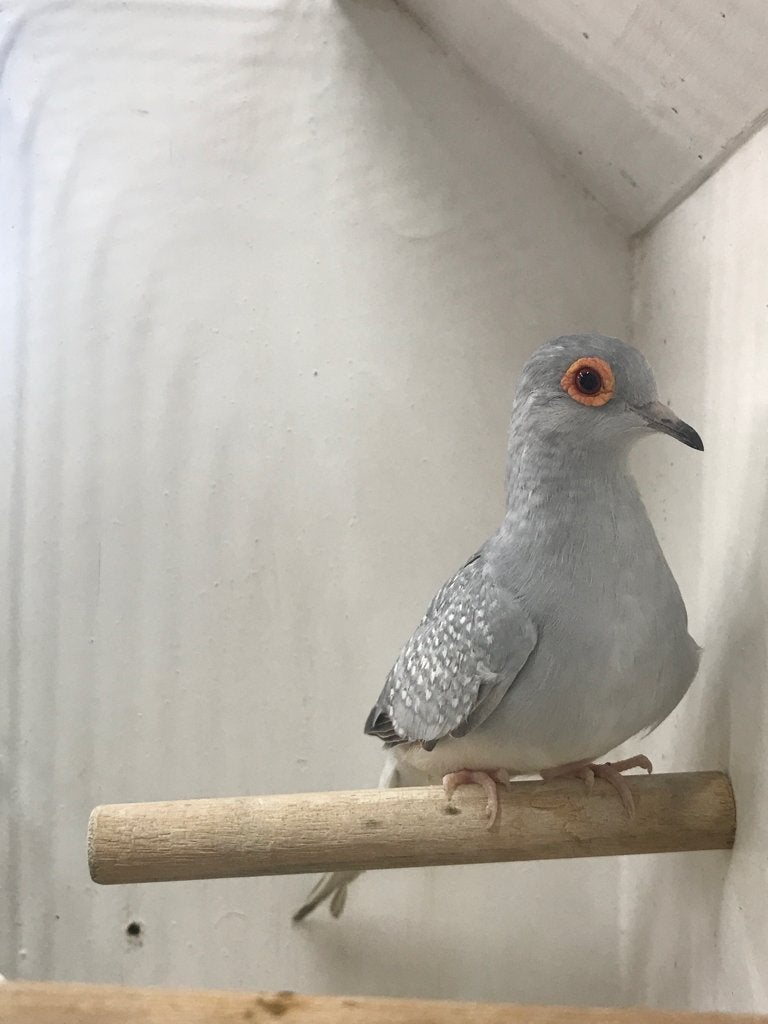 Mannetje diamantduif Grijs/Wit, Dieren en Toebehoren, Mannelijk, Overige soorten
