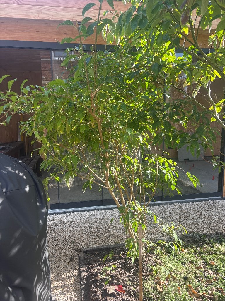 Mooie Forsythia , gratis af te halen, Vaste plant, Halfschaduw, Lente, Ophalen