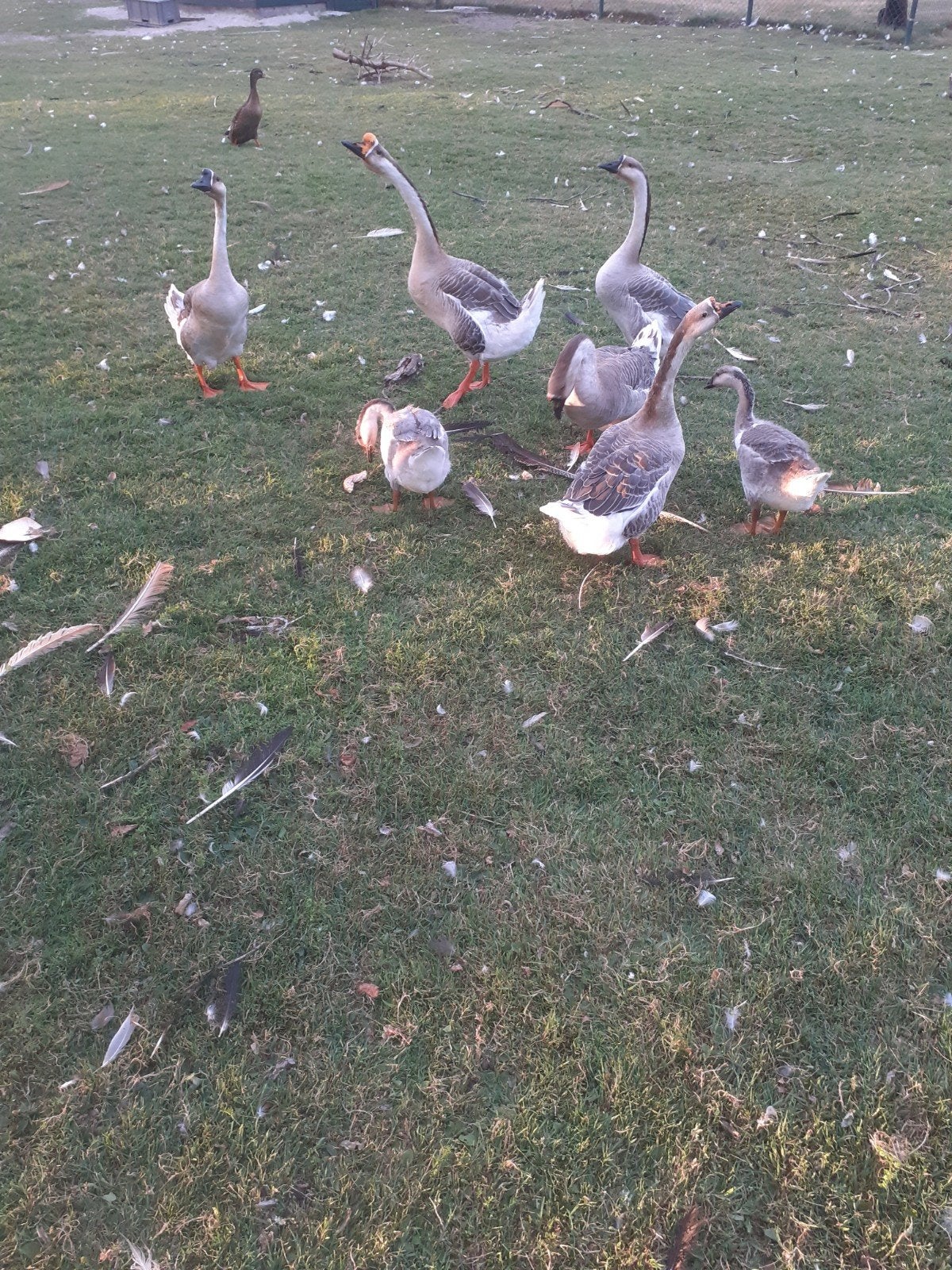 knobbelganzen, Dieren en Toebehoren, Pluimvee, Meerdere dieren, Gans of Zwaan