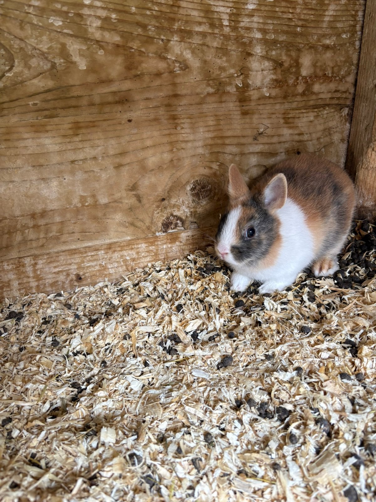 Jonge Dwerg konijnen, Dieren en Toebehoren, Meerdere dieren, Dwerg