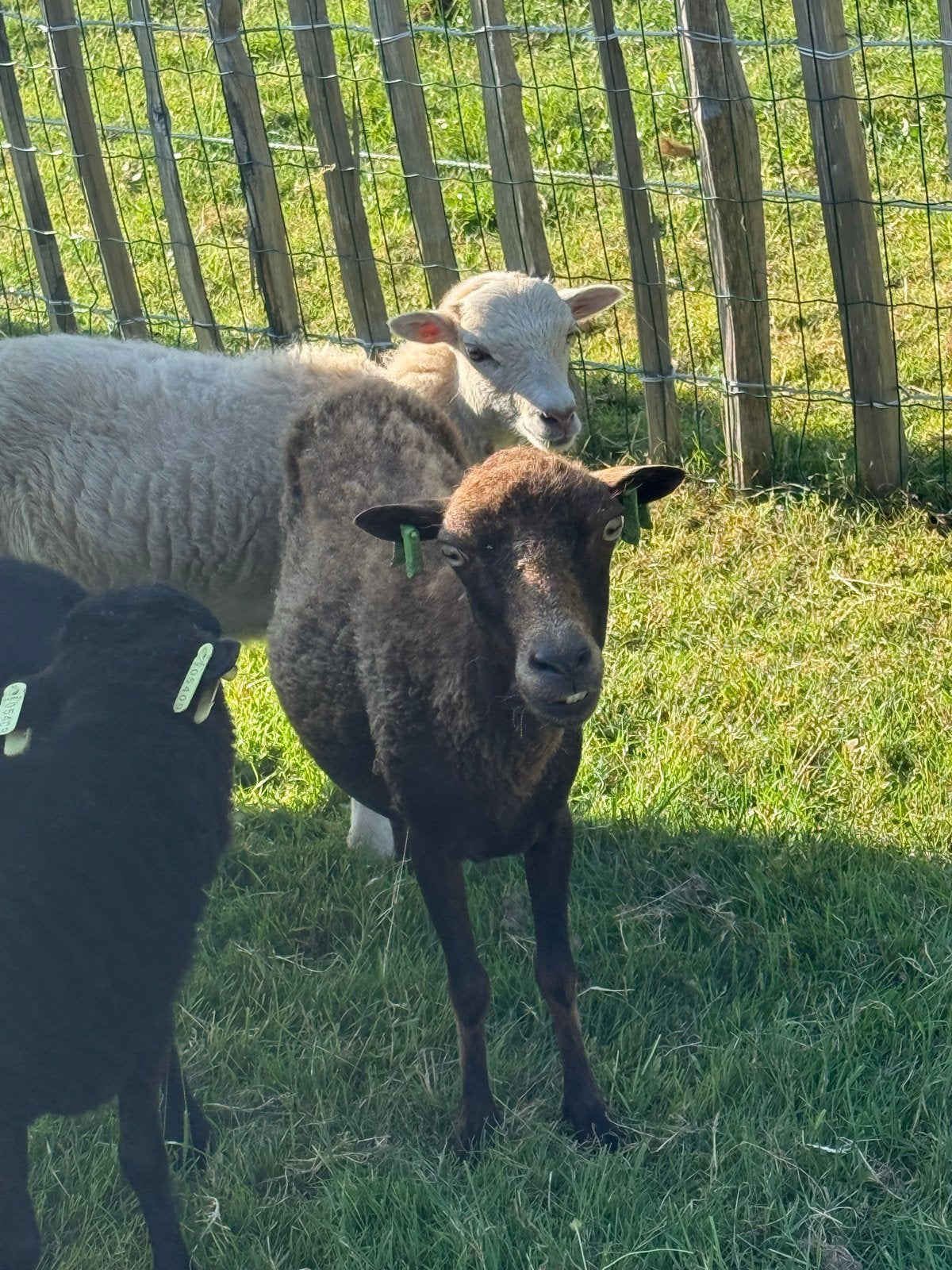 Ouessant schaap, Dieren en Toebehoren, Vrouwelijk, Schaap, 3 tot 5 jaar
