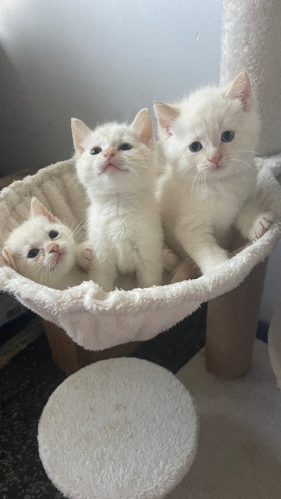 Beautiful mix Siamese X Rag-doll Kittens, Meerdere dieren, Kortharig, 0 tot 2 jaar