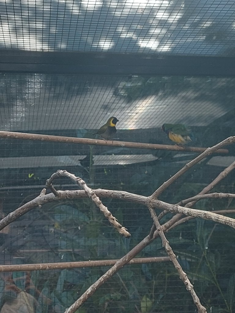 Vogels, Dieren en Toebehoren, Vogels | Overige Vogels, Meerdere dieren, Tropenvogel