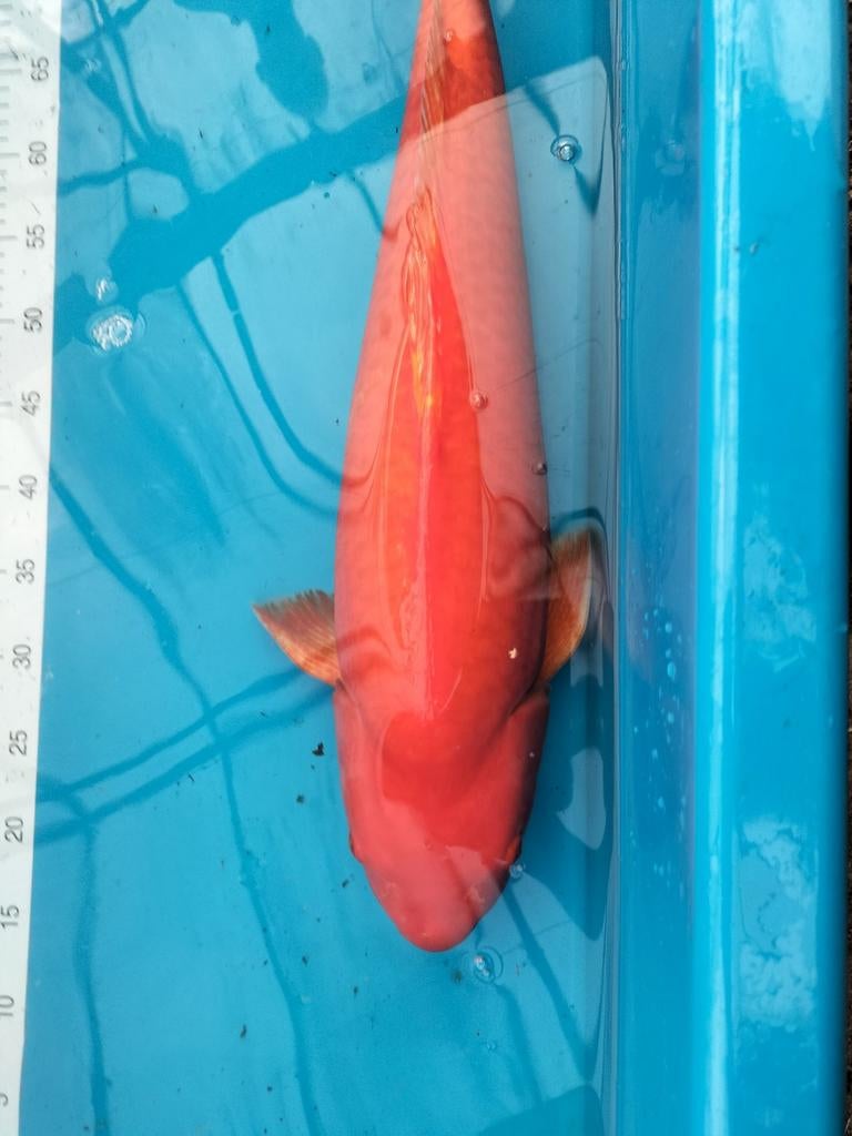 Twee Karashigoi koi, Karper of Koi