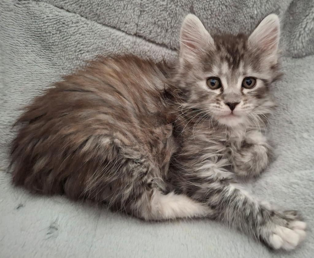 Maine coon kitten 🐈‍⬛Donker grijs 🩷 BESCHIKBAAR, Poes, Ontwormd, 0 tot 2 jaar