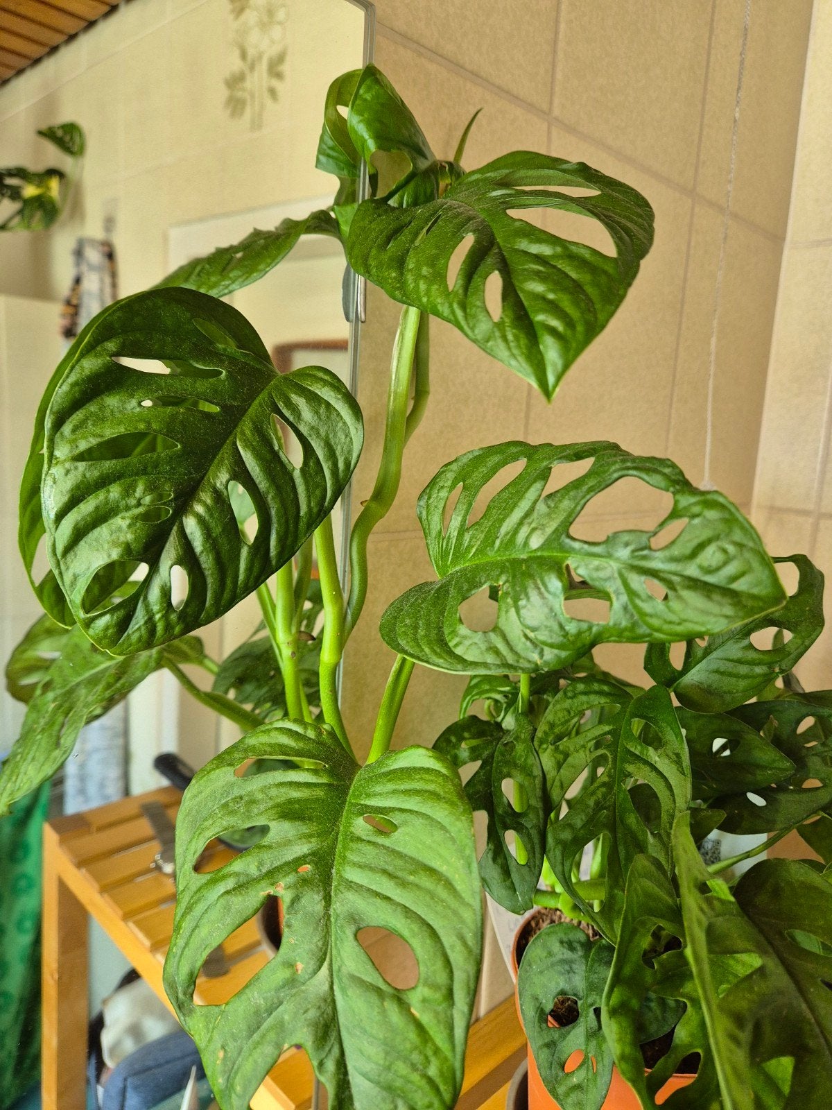 Monstera adansonii stekken, Huis en Inrichting, Kamerplanten, Ophalen, Halfschaduw, Minder dan 100 cm