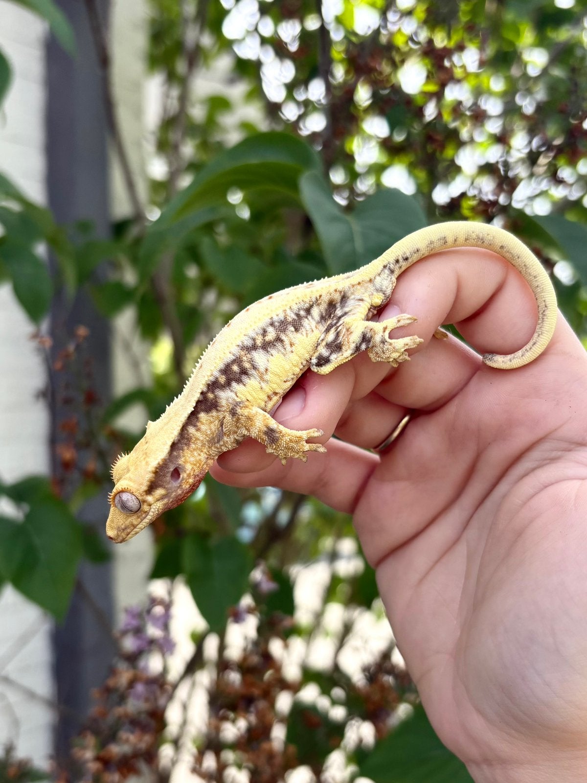 Wimpergekko Lily White 1.0 man, Hagedis, 0 tot 2 jaar