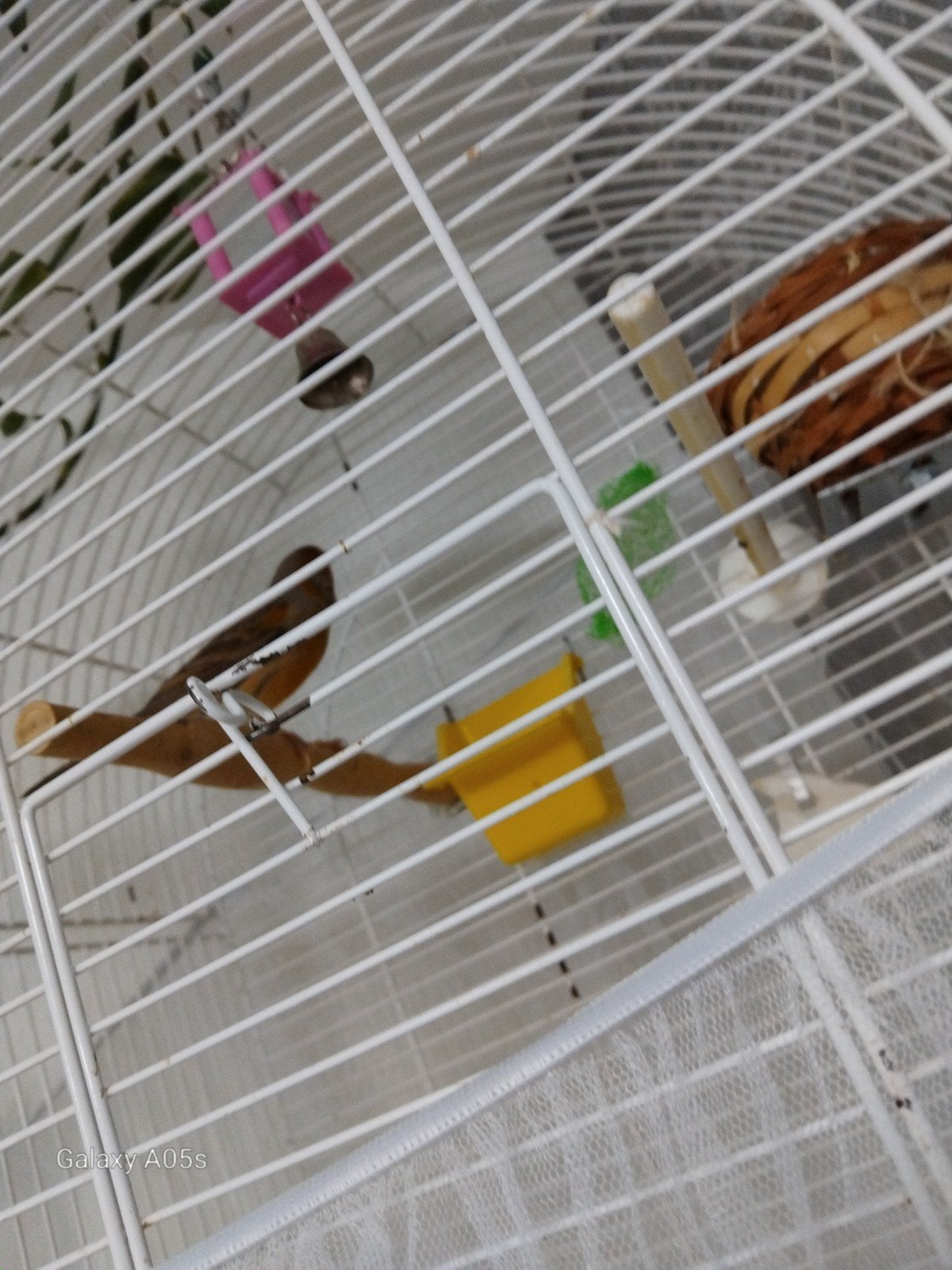 Jong kanarie, Dieren en Toebehoren, Vogels | Hokken en Kooien, Ophalen, Zo goed als nieuw, Metaal, Vogelkooi