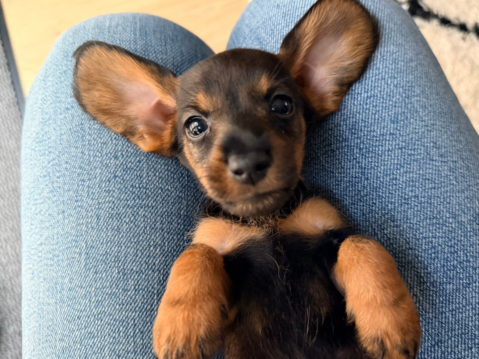🌼Schattige ruwharige teckel pups🌼(kaninchen/dwerg), Kaninchen, 8 tot 15 weken, Parvo, Meerdere