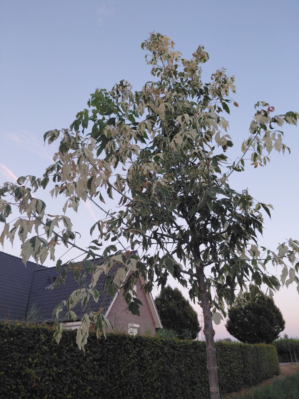 acer negundo flamingo, Tuin en Terras, Bloeit niet, Overige soorten, 250 tot 400 cm, Ophalen