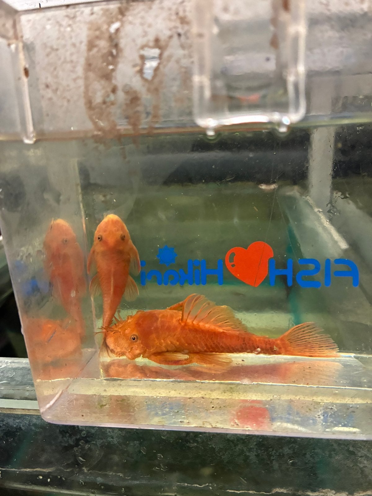 Kweekkoppel Ancistrus red, Dieren en Toebehoren, Vis