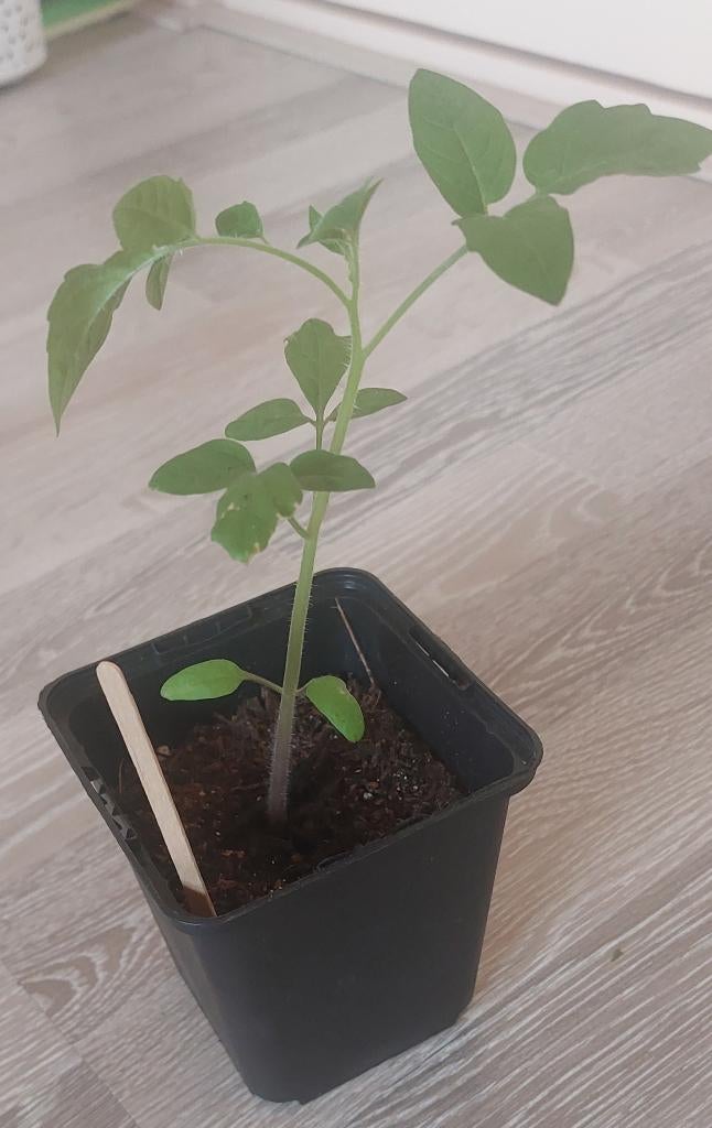 Biologische cherrytomatenplantjes, Ophalen, Minder dan 100 cm, Overige soorten, Zomer