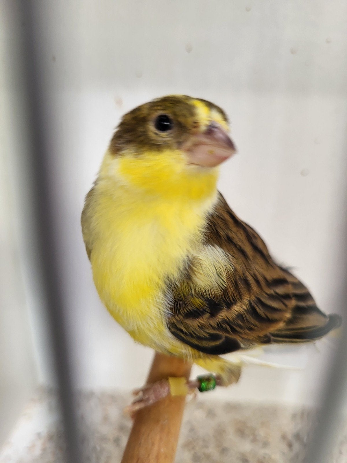 Kanarie man, Dieren en Toebehoren, Mannelijk, Kleurkanarie
