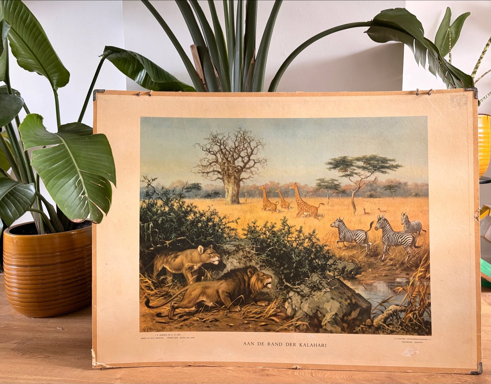 Vintage schoolplaat: Aan de rand der Kalahari, Antiek en Kunst, Ophalen of Verzenden, Natuur en Biologie