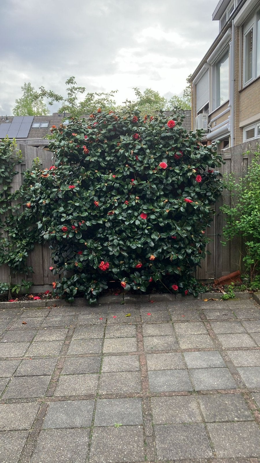 Camelia struik, Tuin en Terras, Planten | Struiken en Hagen, Ophalen, Overige soorten, 100 tot 250 cm