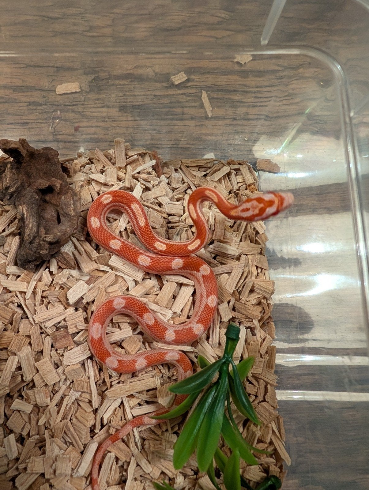 Super mooie korenslangen (genen bommetjes) Corn Snake photo 9