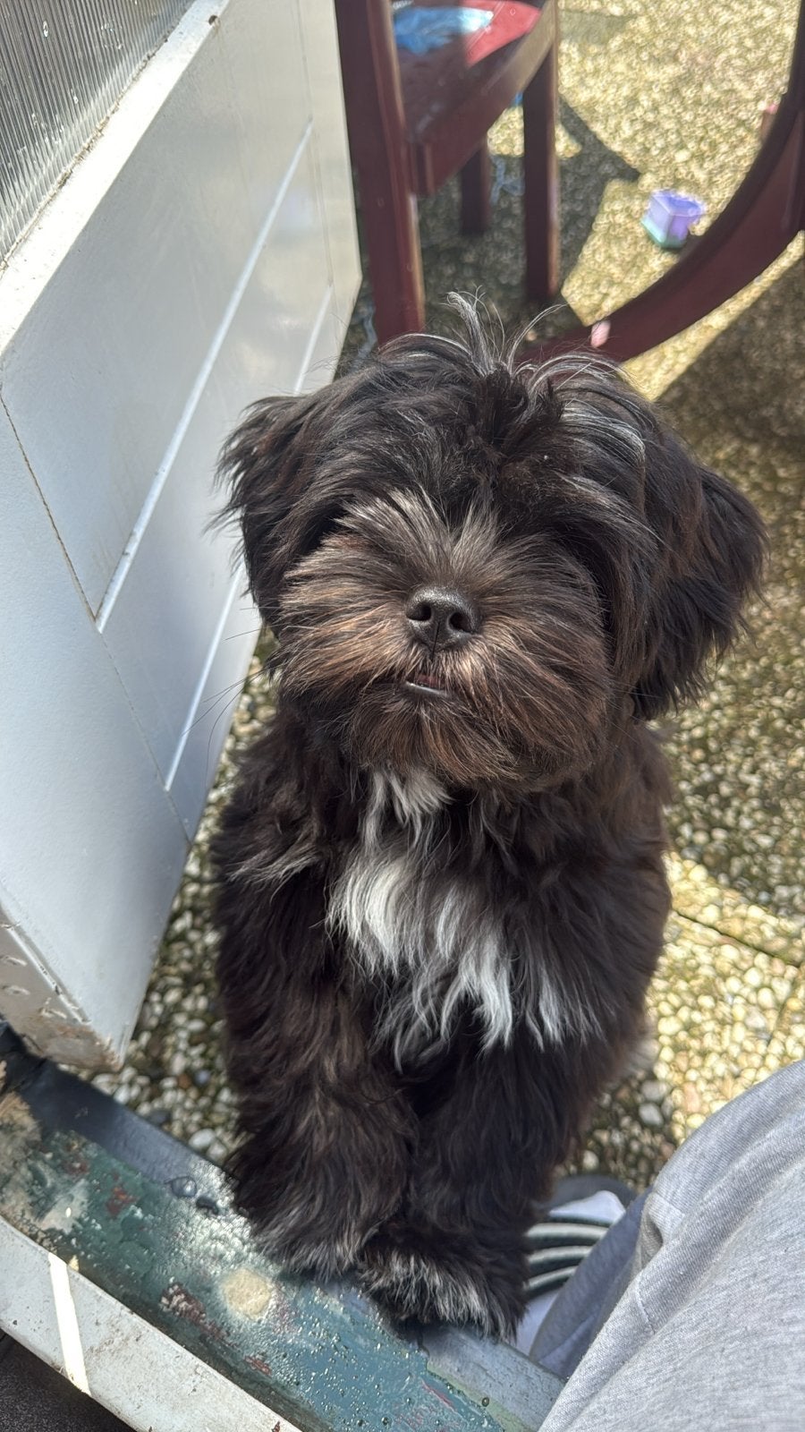 Boomer pup, Dieren en Toebehoren, 15 weken tot 1 jaar, Teef, Parvo, Eén hond