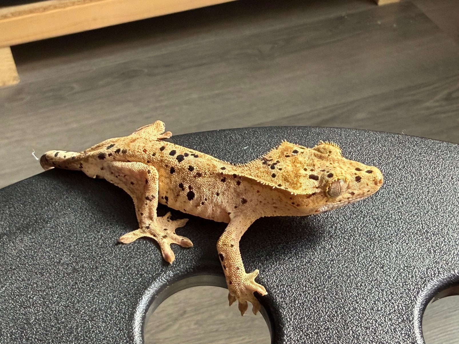 Correlophus ciliatus - Crested Gecko - Wimpergekko, 0 tot 2 jaar