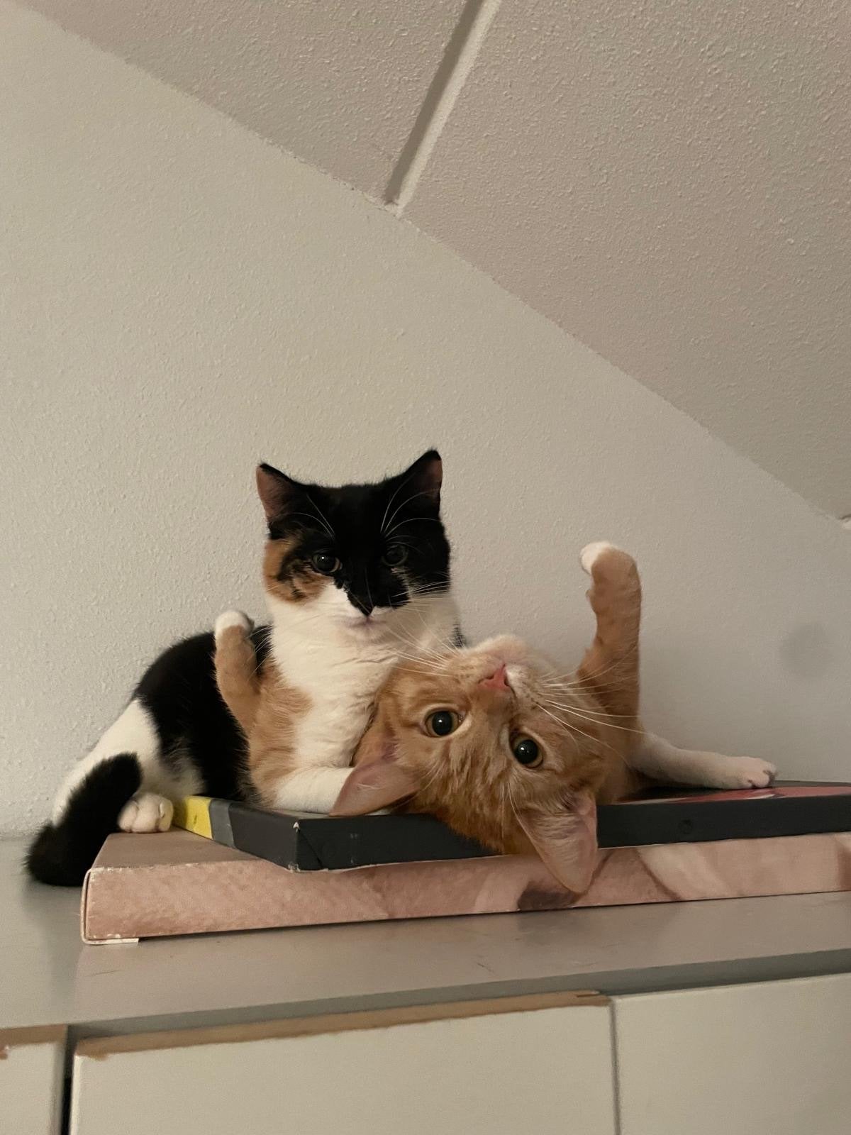 Gratis: twee lieve poezen zusjes zoeken nieuw thuis, Dieren en Toebehoren, Katten en Kittens | Overige Katten, Poes