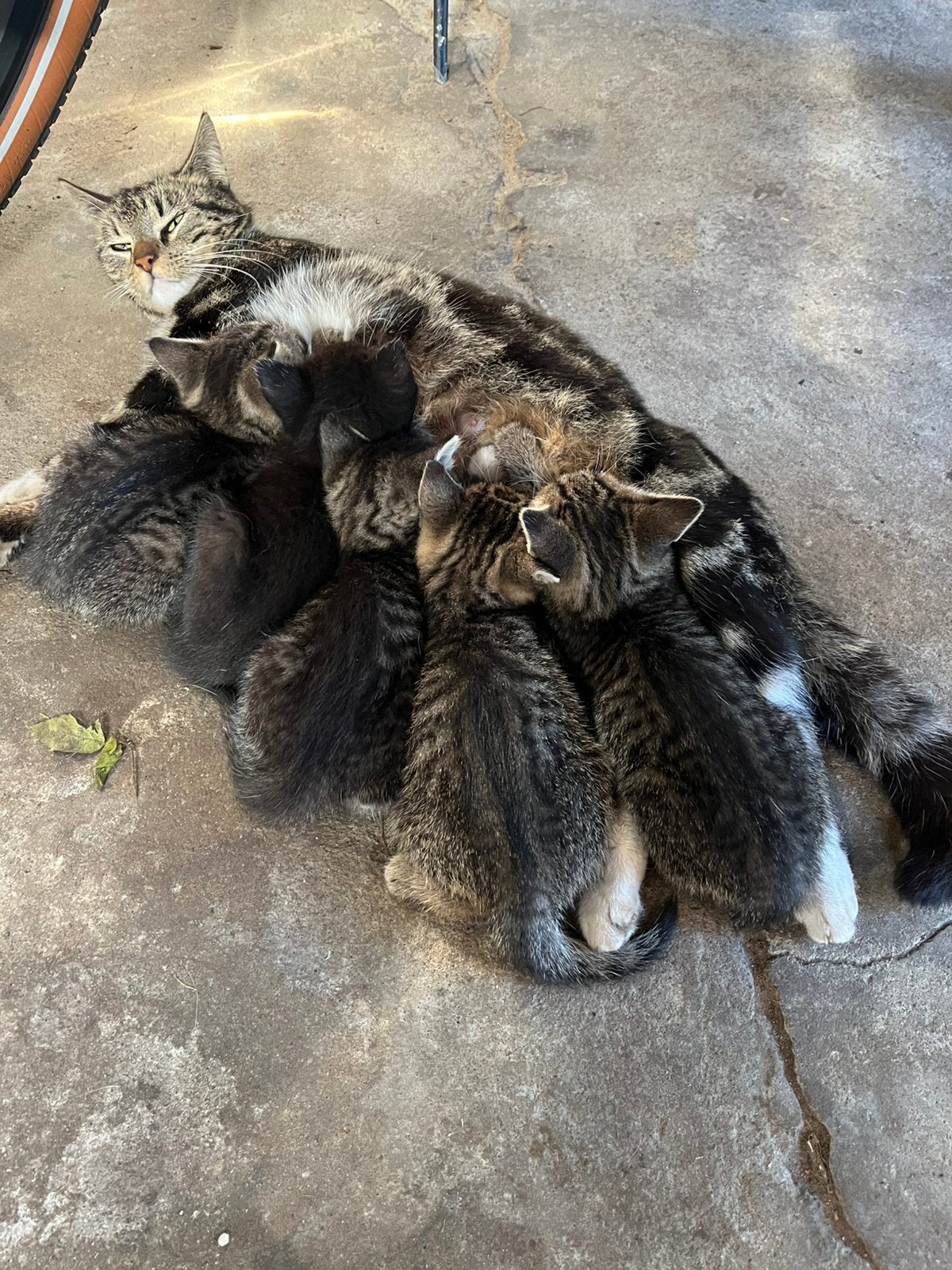 Mooie kittens, Meerdere dieren