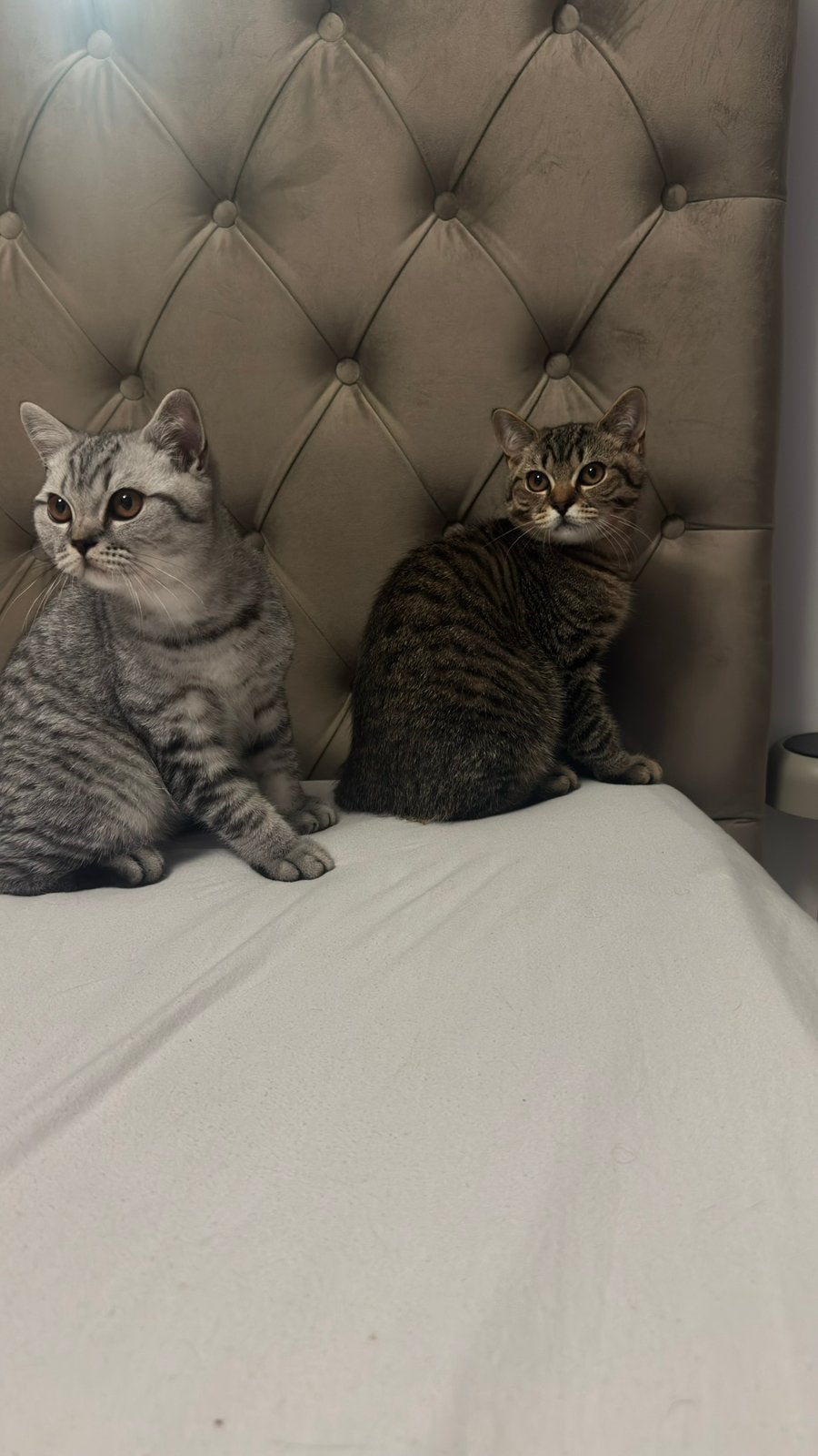 Britse korthaar / kater & kitten. Te koop, Dieren en Toebehoren, Meerdere dieren, Met stamboom, 0 tot 2 jaar