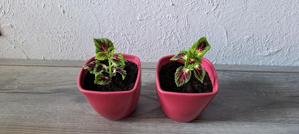Coleus planten in roze stenen potten., Ophalen, Halfschaduw, Minder dan 100 cm