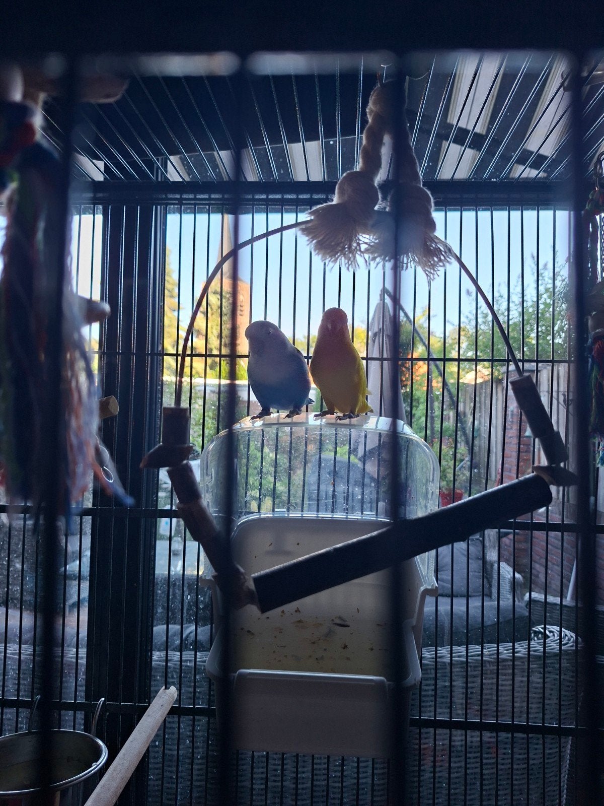 Mooie agarpornis koppel, Dieren en Toebehoren, Vogels | Parkieten en Papegaaien, Mannelijk, Parkiet