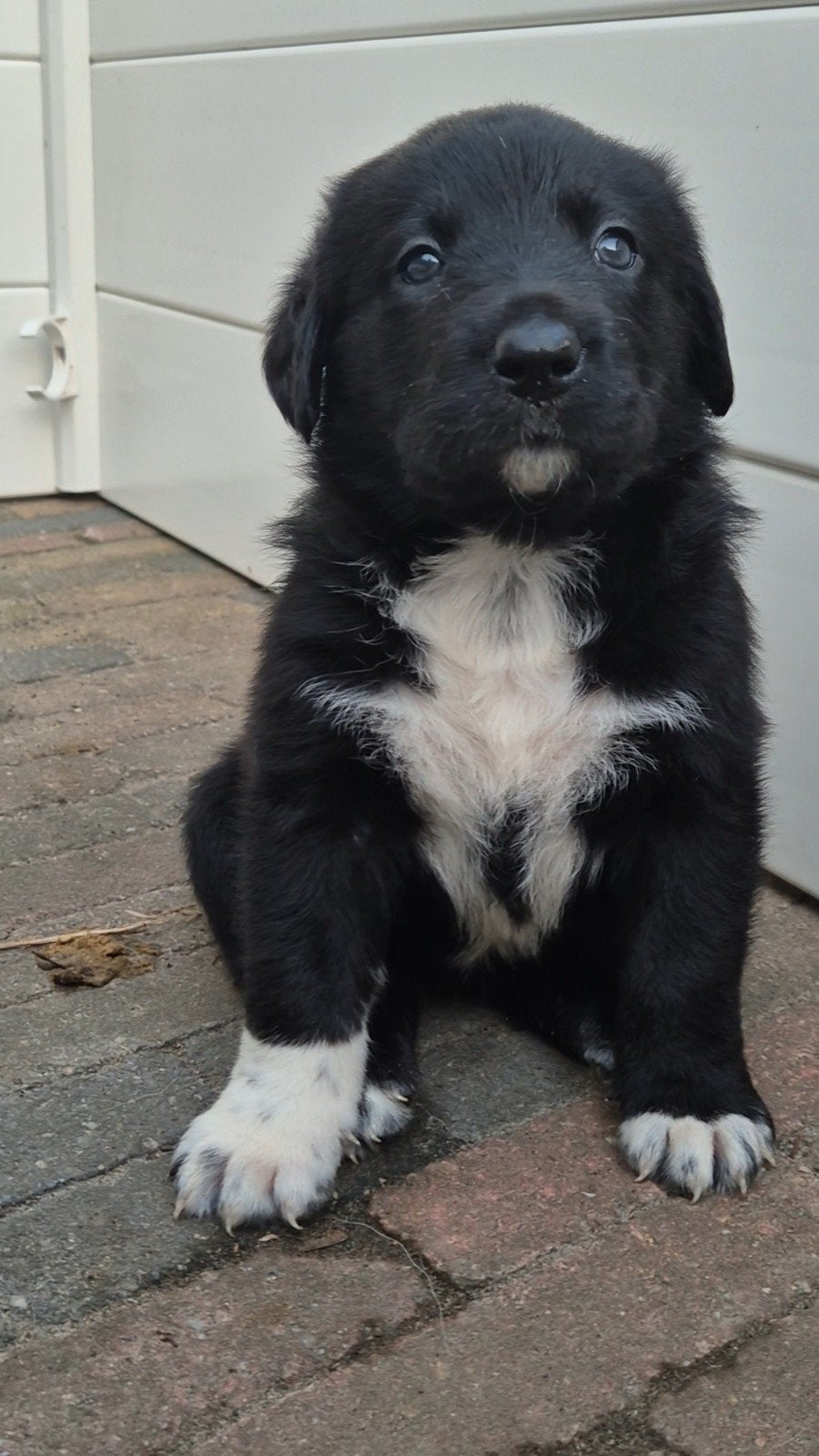 Borador Pups, Parvo, Overige rassen, 8 tot 15 weken, Meerdere