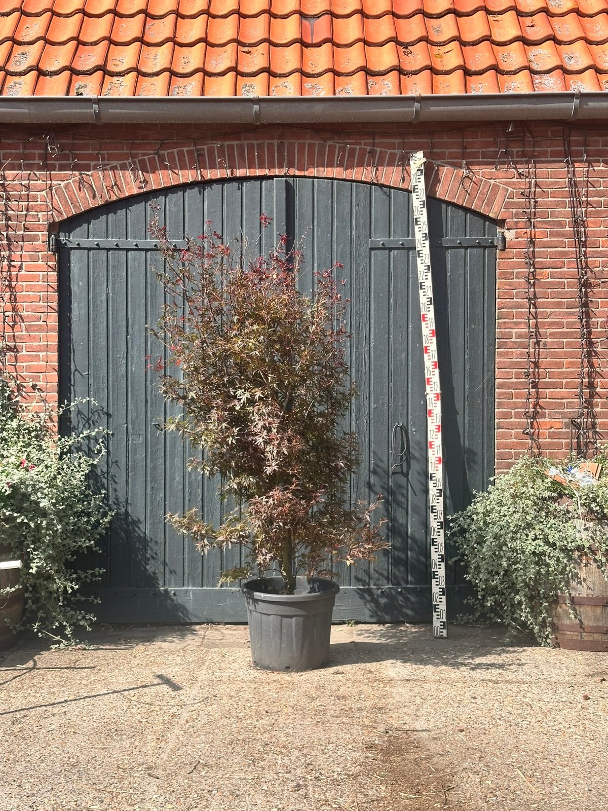 Acer palmatum skeeters broom (Japanse esdoorn), Ophalen, Zo goed als nieuw, IJzer, Tuinhek