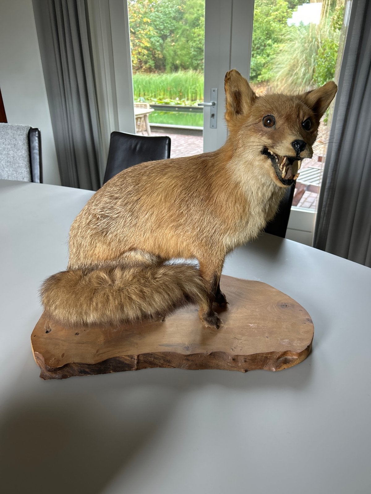 Opgezette Vos - Uniek Decoratiestuk, Verzamelen, Dierenverzamelingen, Ophalen of Verzenden, Gebruikt, Wild dier, Opgezet dier