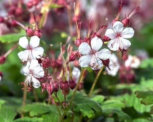 Mooie Geranium 'Spessart' (Ooievaarsbek) in pot!, Tuin en Terras, Ophalen, Overige soorten, Volle zon