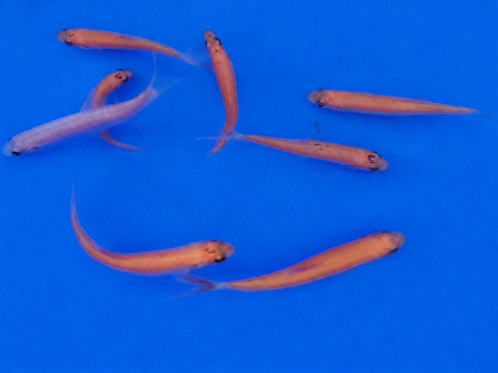 Goudwindes (Leuciscus idus melanotus), Dieren en Toebehoren, Vissen | Vijvervissen, Baars of Goudwinde