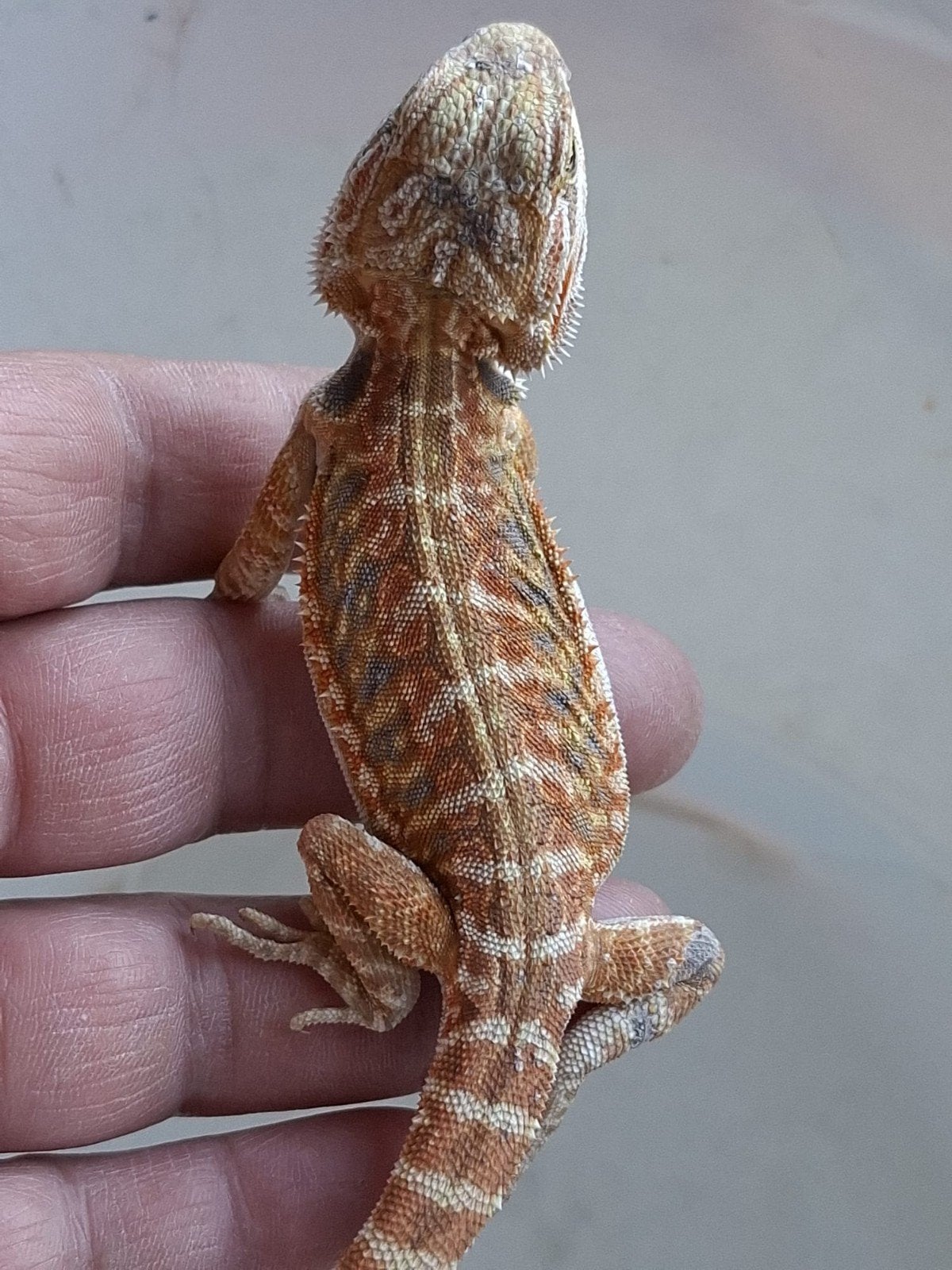 Mooie baardagaam. Bearded Dragon photo 2