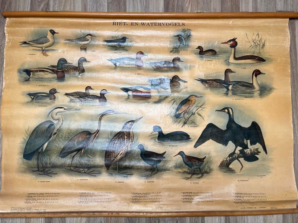 Vintage Schoolplaat 'Rief- en Watervogels' - H.J. Slyper, Ophalen of Verzenden, Natuur en Biologie
